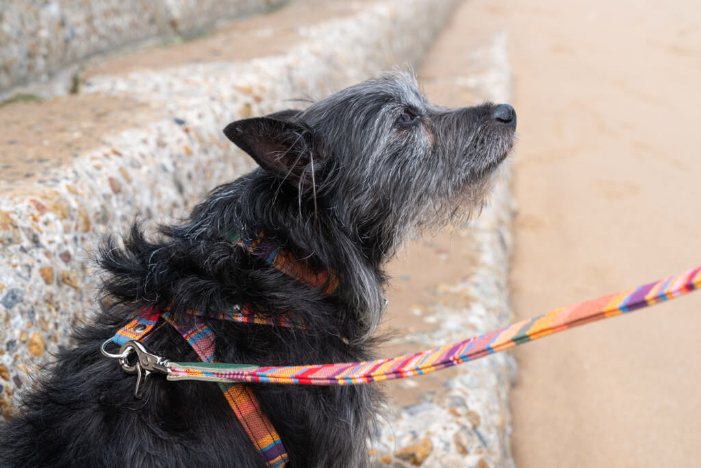Hiro + Wolf Coastal Kikoy Dog Harness