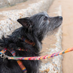 Hiro + Wolf Coastal Kikoy Dog Harness