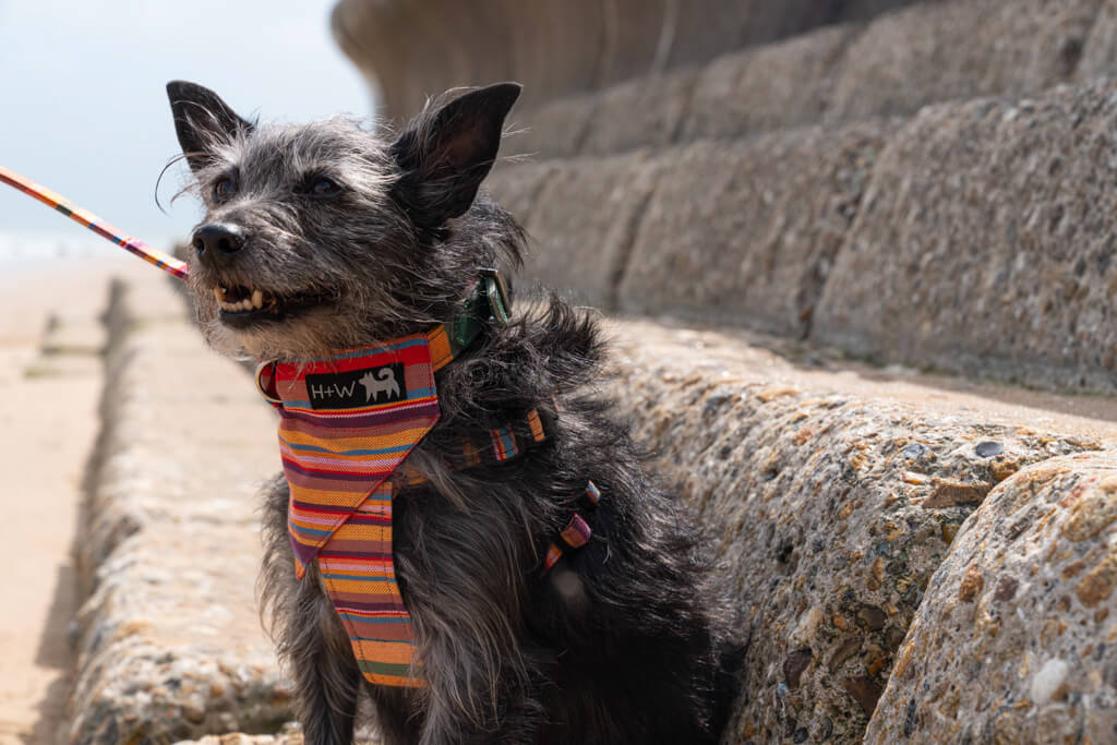 Coastal Kikoy Dog Bandana - Medium