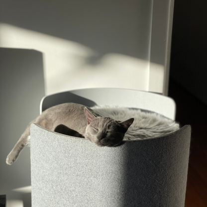 Cat Scratching Post - Second
