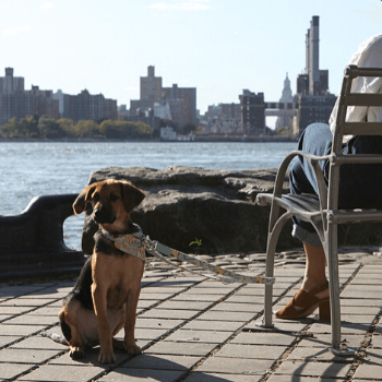 New York! New York!  Dog Bandana by Hiro + Wolf