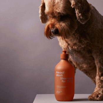 Dog shampoo at sales home