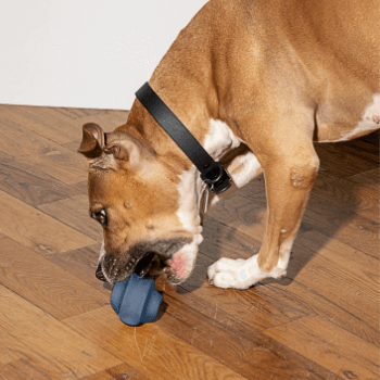 Wild One Twist Dog Toy