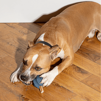 Wild One Twist Dog Toy