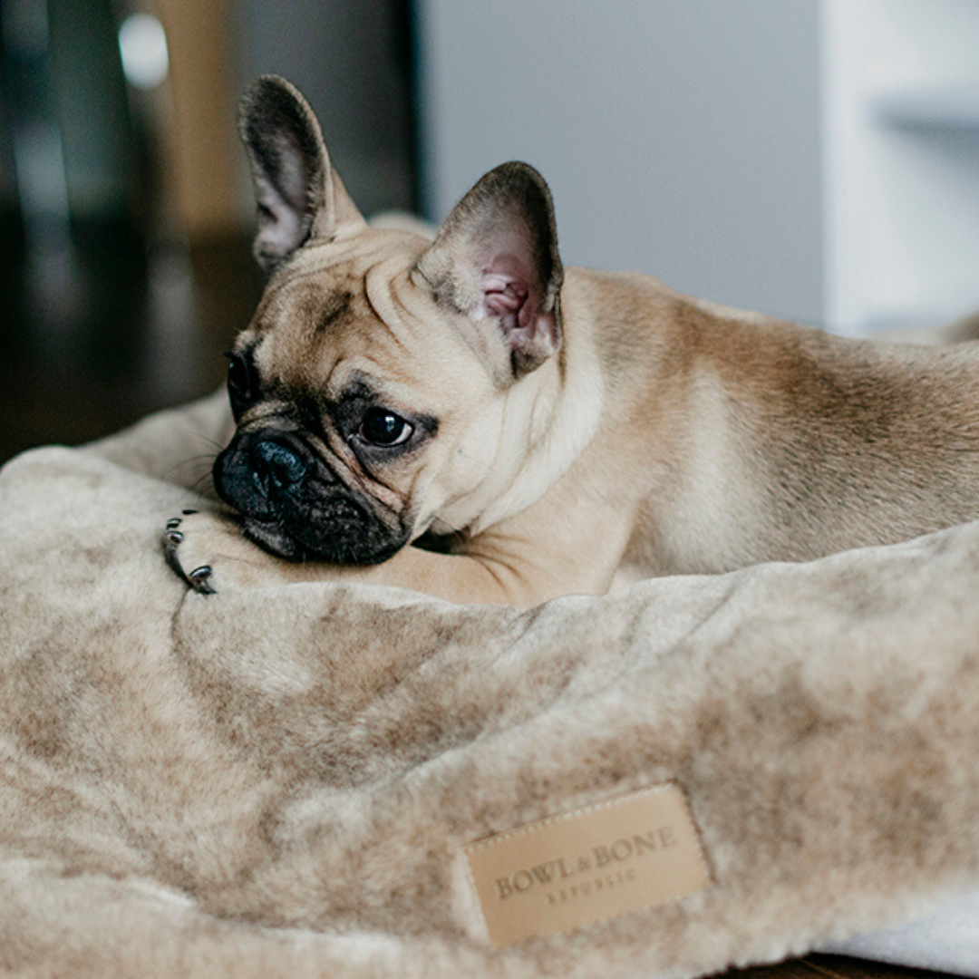 Bowl&amp;Bone Republic Dog Blanket Nap Brown