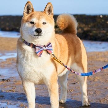 Hiro + Wolf Marine Kikoy Dog Bow Tie