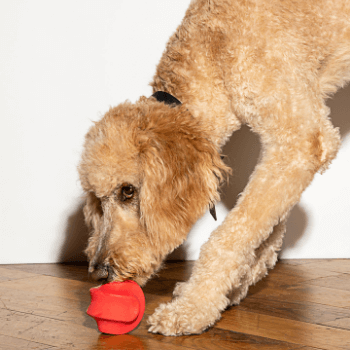 Wild One Twist Dog Toy