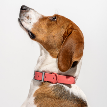 Wild One Dog Collar Coral Red