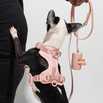 Wild One Dog Harness