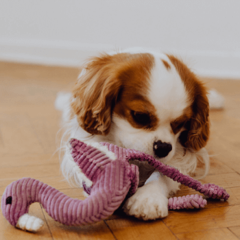 Bowl &amp; Bone Dog Toy Flamingo