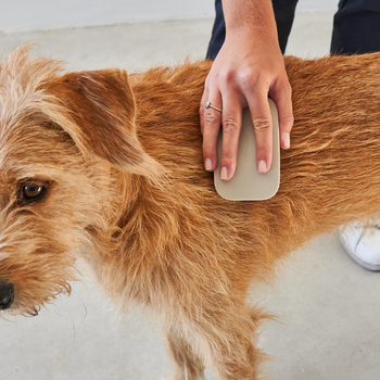 MiaCara Pelo Dog Brush