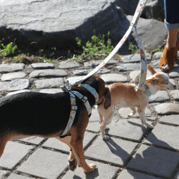 New York! New York!  Dog Harness by Hiro + Wolf