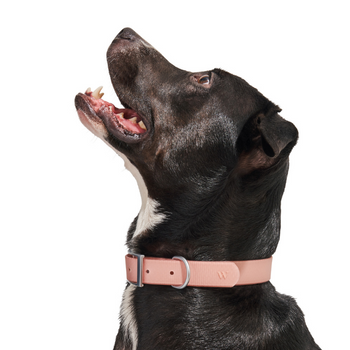 Wild One Dog Collar Blush