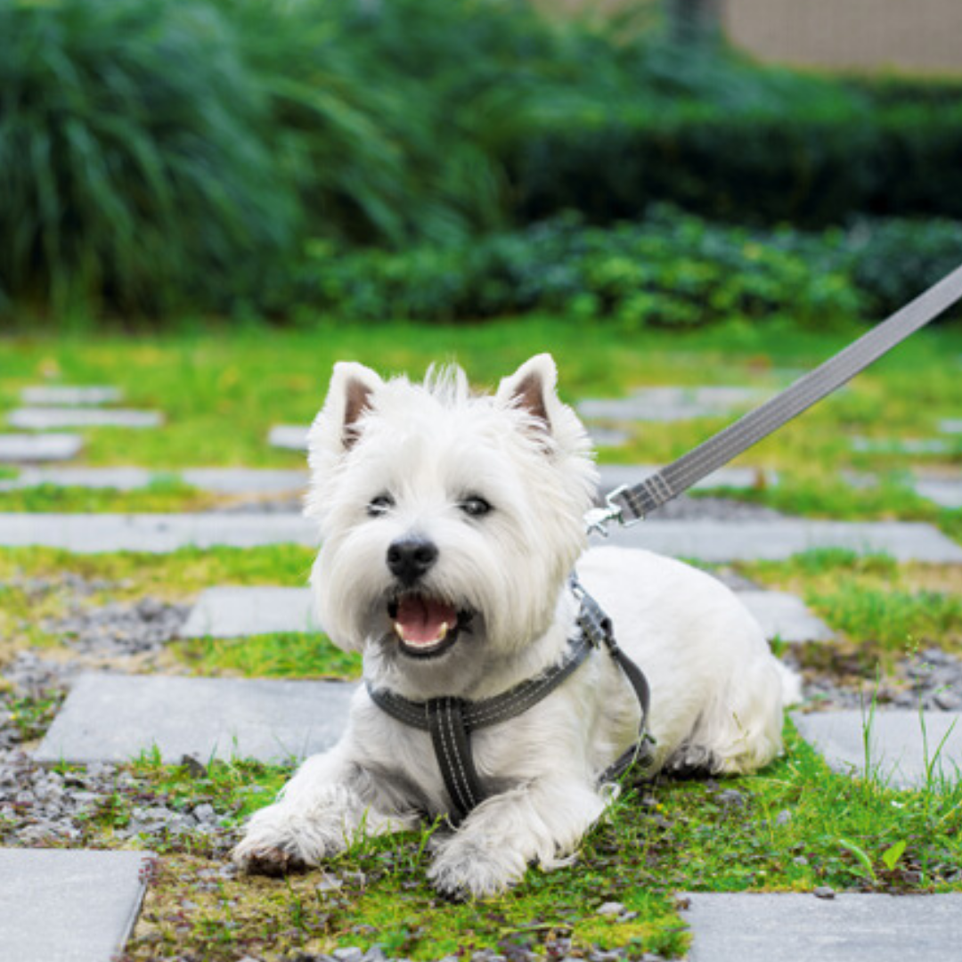 Bowl &amp; Bone Republic Active Dog Harness With Lead Grey