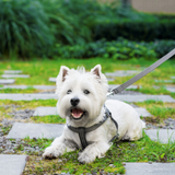 Bowl & Bone Republic Active Dog Harness With Lead Grey