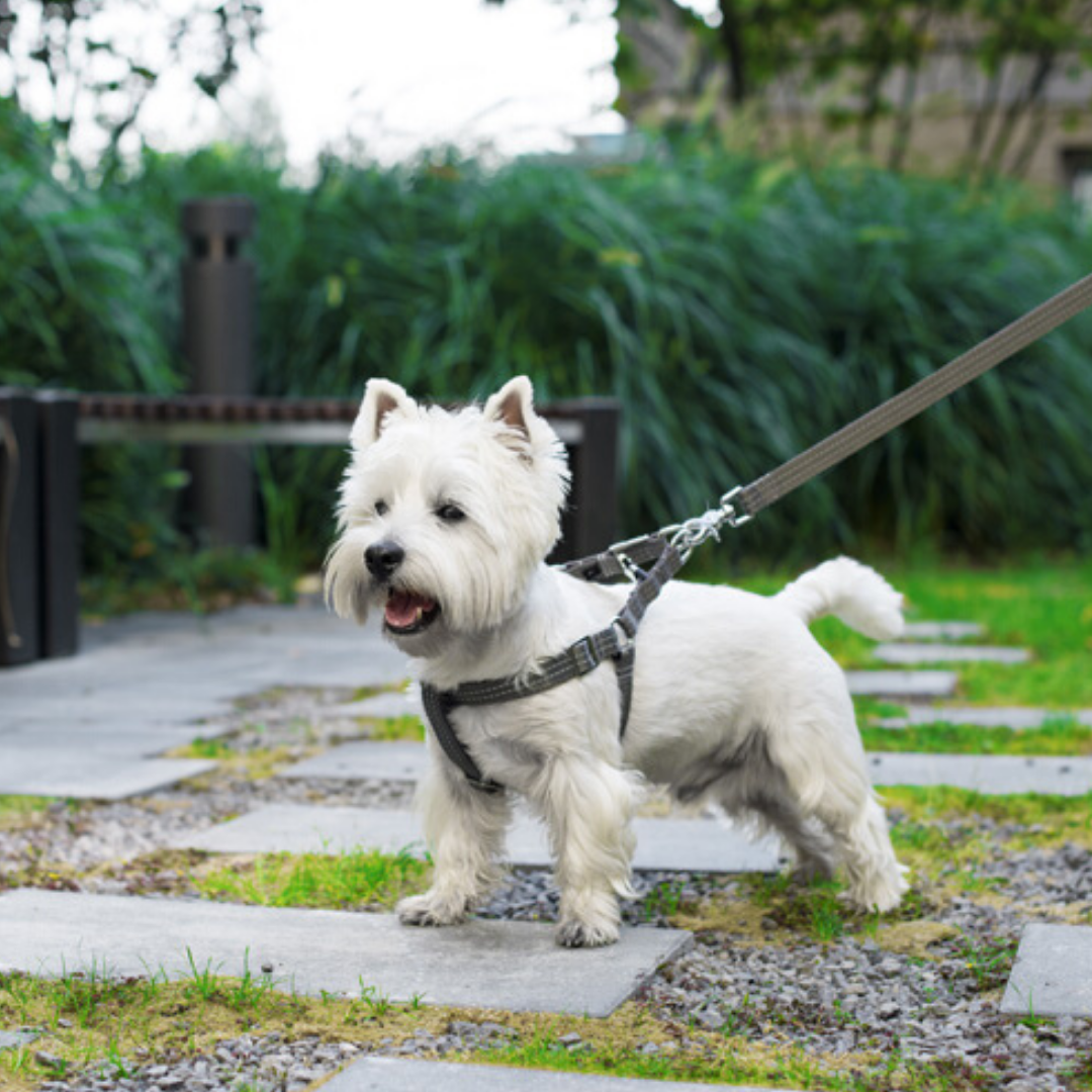 Bowl &amp; Bone Republic Active Dog Harness With Lead Grey