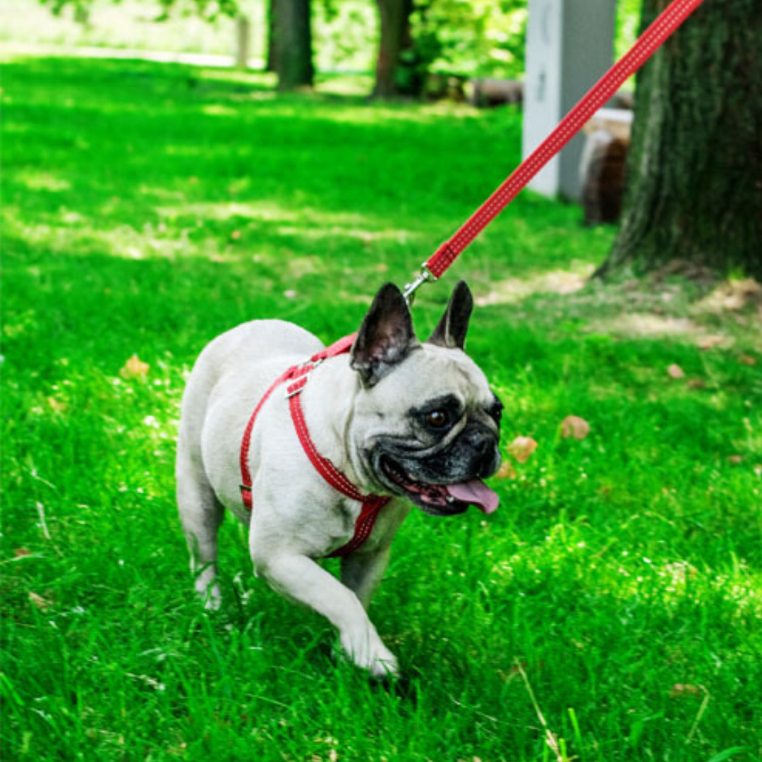 Bowl&amp;Bone Dog Harness Active &amp; Lead Red