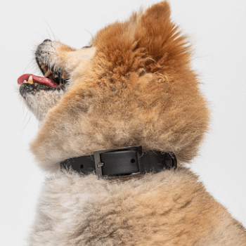 Wild One Dog Collar