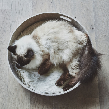 MiaCara Cesto Cat Basket