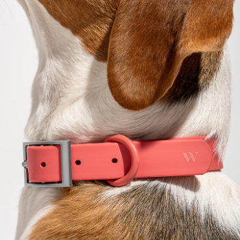 Wild One Dog Collar Coral Red