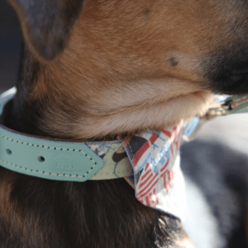 New York! New York!  Dog Bandana by Hiro + Wolf