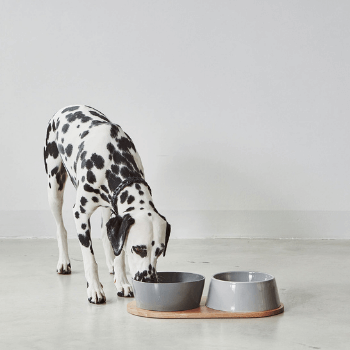 Home goods dog bowls online