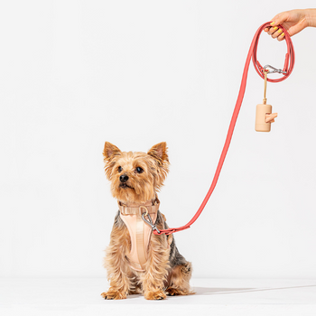Wild One Harness Dog Kit