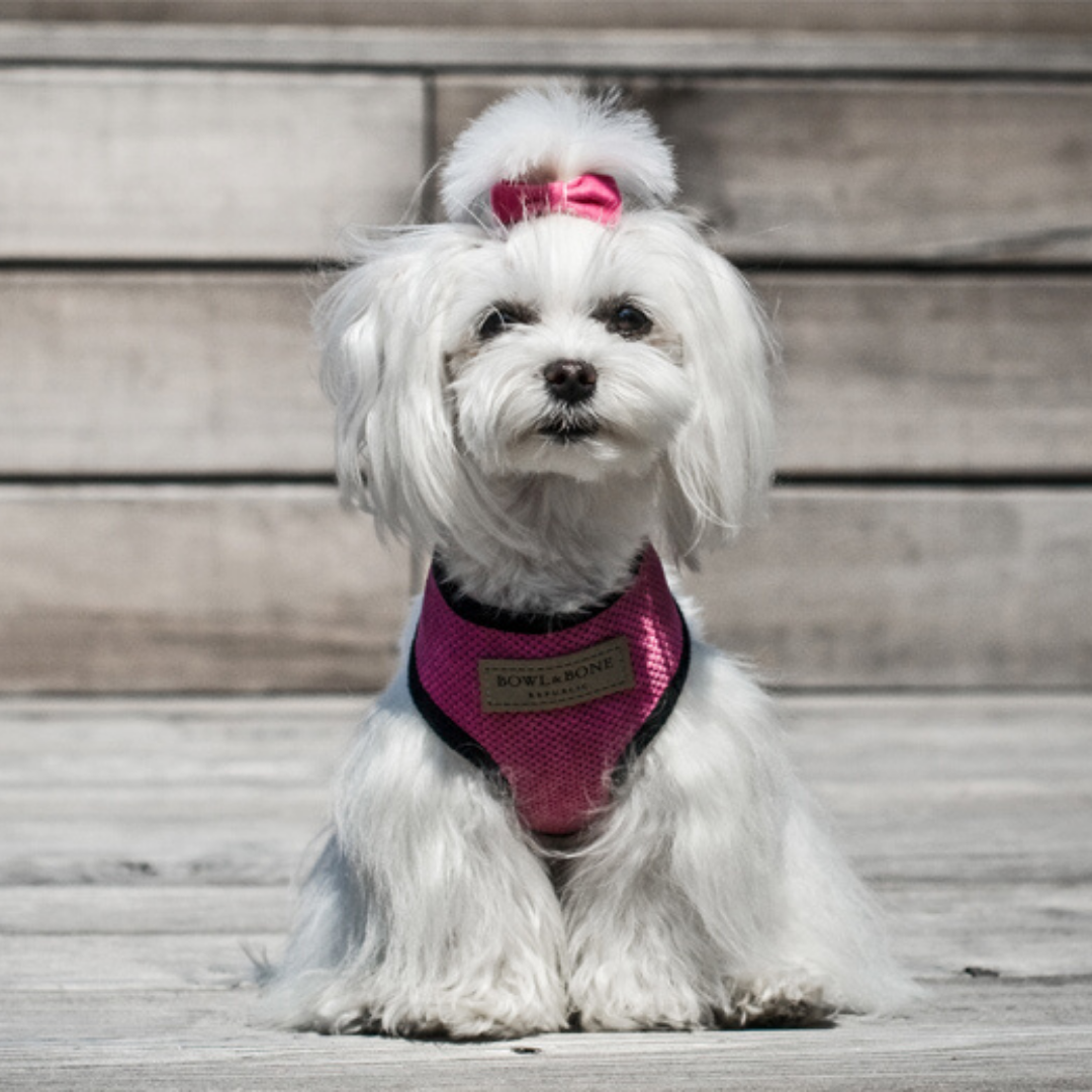 Bowl&amp;Bone Dog Harness Candy