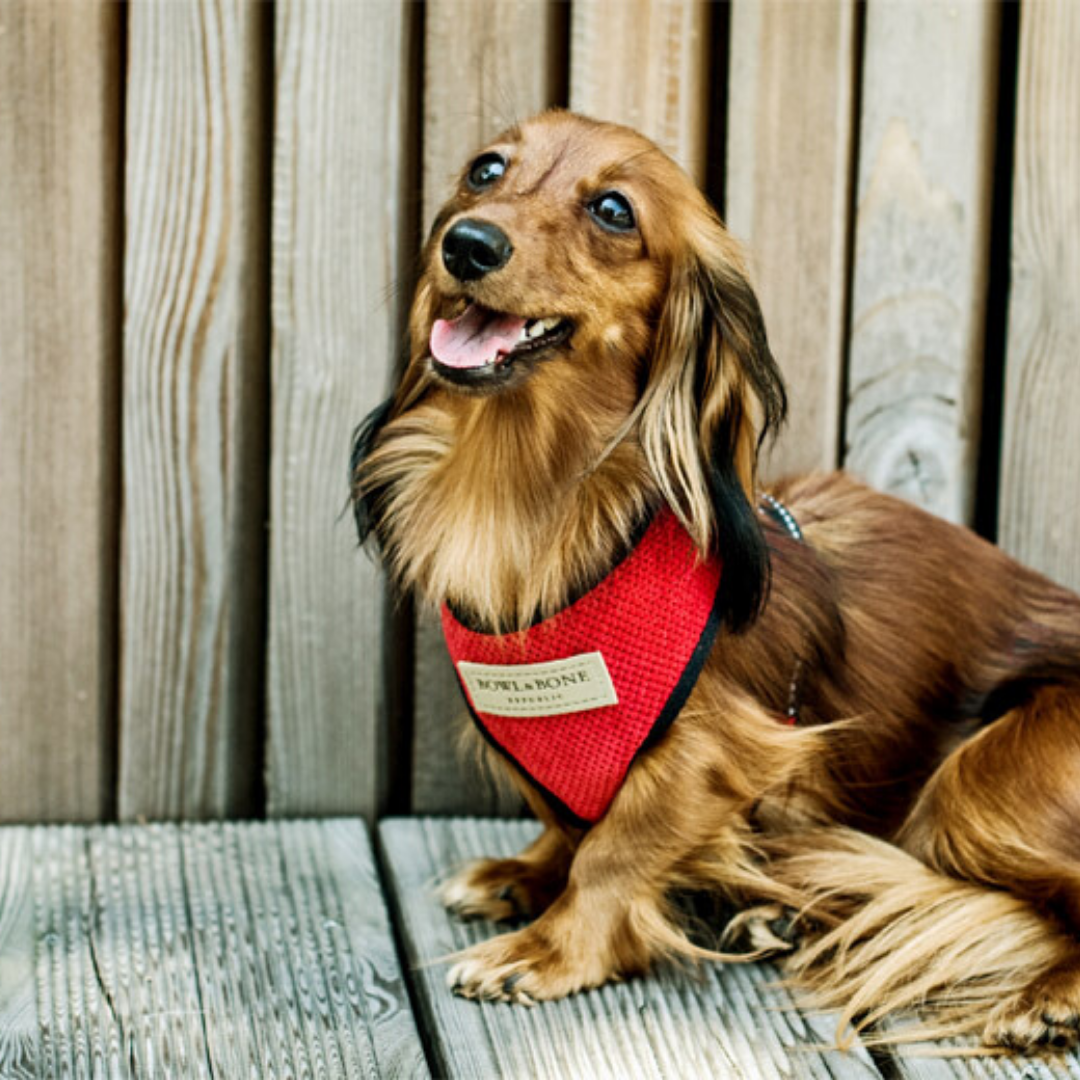 Bowl&amp;Bone Dog Harness Candy &amp; Lead Grey