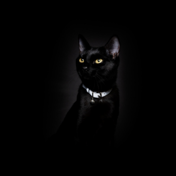 Cheshire &amp; Wain Lumino Lux Reflective Cat Collar