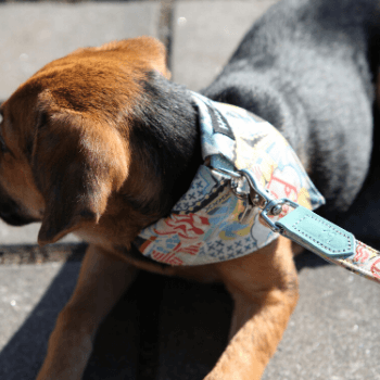 New York! New York!  Dog Bandana by Hiro + Wolf