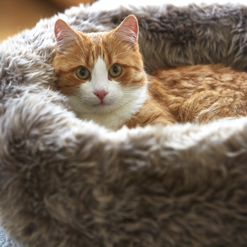 MiaCara Lana Cat Bed Taupe
