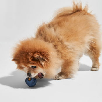 Wild One Twist Dog Toy