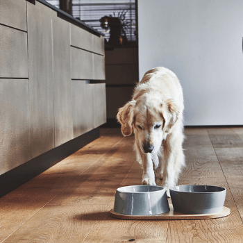 MiaCara Doppio Dog Bowl Set - Concrete