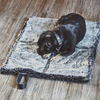 Cosmo Dog Travel Bed - Anthracite