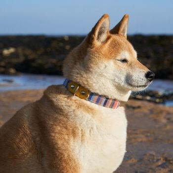 Hiro + Wolf Marine KIkoy Dog Collar