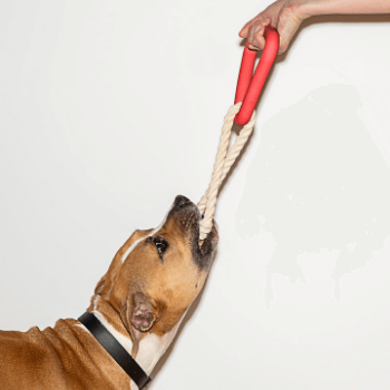 Wild One Triangle Tug Dog Toy