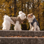 Bowl & Bone Republic Gold Dog Jacket