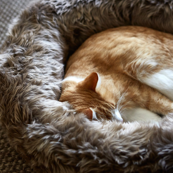MiaCara Lana Cat Bed Taupe