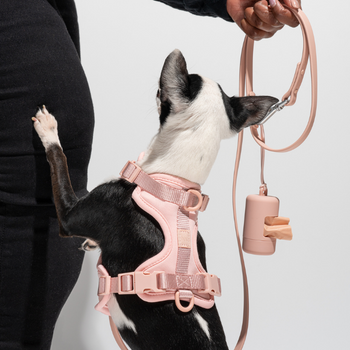 Wild One Dog Walking Kit
