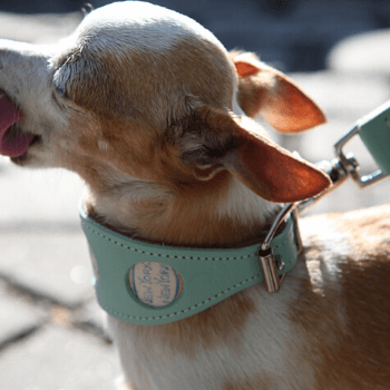 New York! New York! Hiro + Wolf Hound Collar