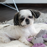 Bowl & Bone Republic Dog Toy Dumbo