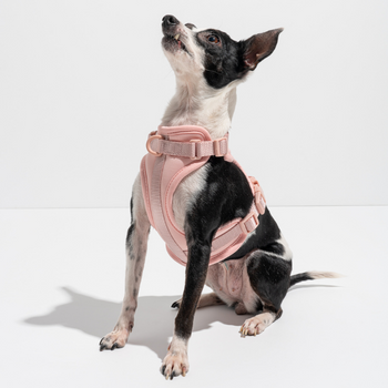 Wild One Dog Harness