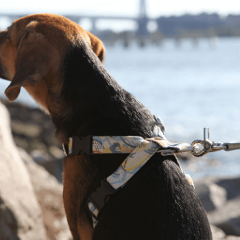 New York! New York!  Dog Harness by Hiro + Wolf