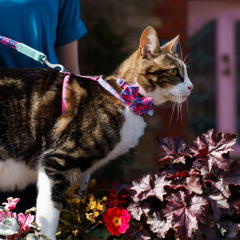 Hiro + Wolf Nebula Cat Harness