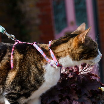 Hiro + Wolf Nebula Breakaway Cat Collar