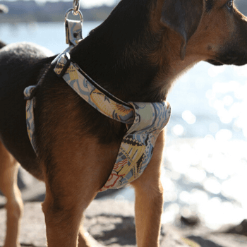 New York! New York!  Dog Harness by Hiro + Wolf