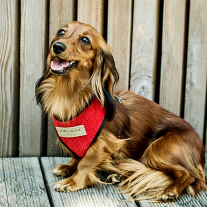 Bowl &amp; Bone Republic Dog Harness Candy With out Lead Red