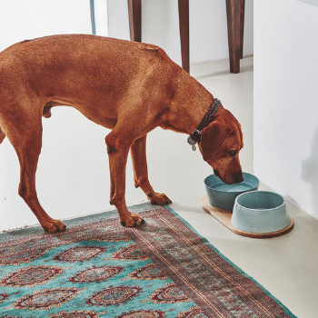 MiaCara Doppio Dog Bowl Set - Pine