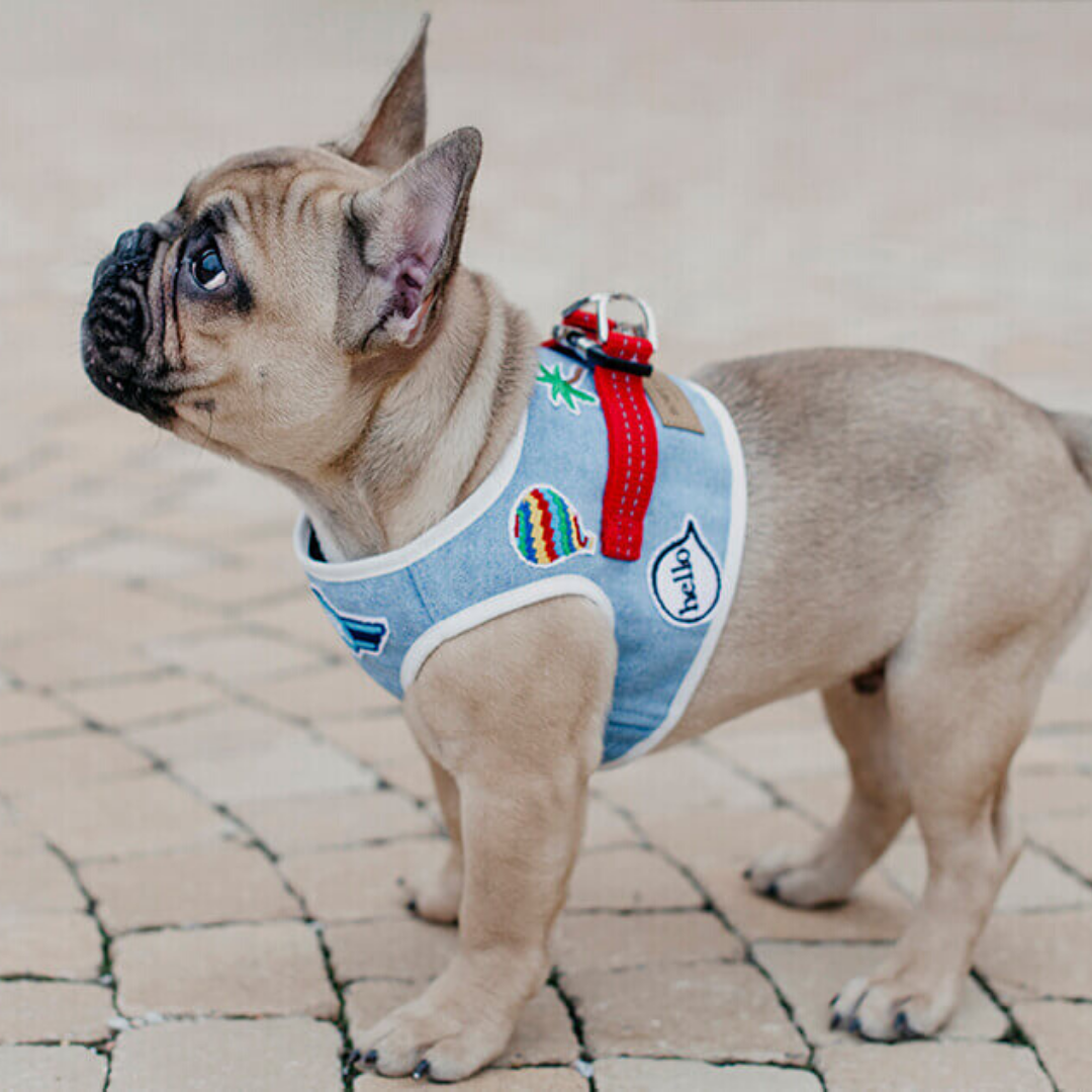 Bowl &amp;  Bone Dog Harness Denim